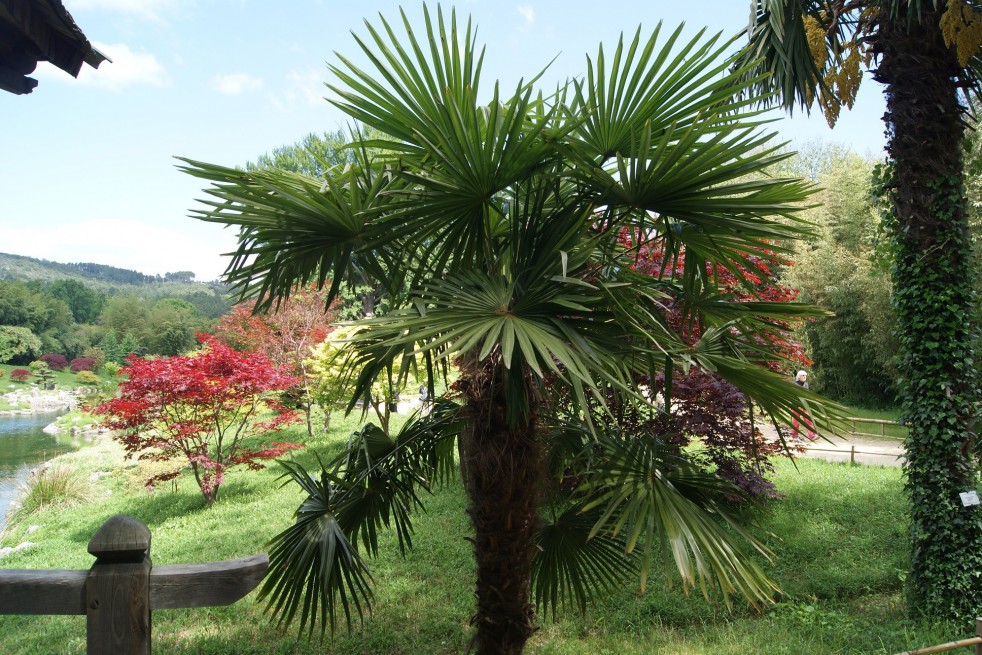 Chinese windmill palm