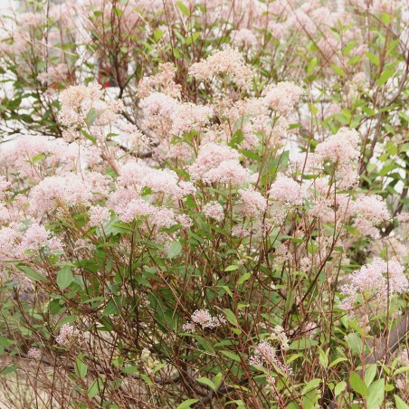 California Lilac
