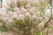 Lilas de Californie - Ceanothus Pallidus Marie Simon