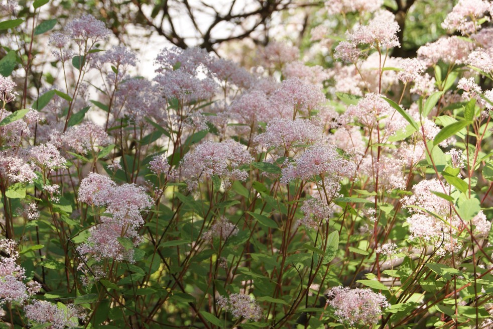 California Lilac