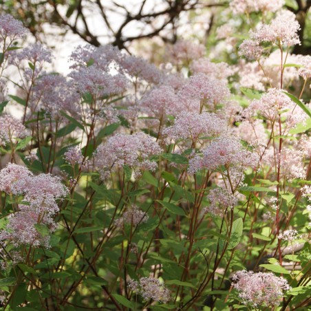 California Lilac