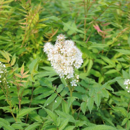 Lijsterbesspirea