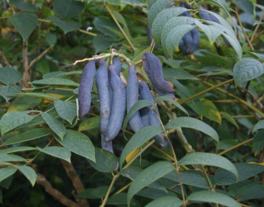 Arbre aux haricots bleus - Decaisnea Fargesii