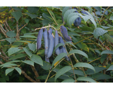 Arbre aux haricots bleus - Decaisnea Fargesii