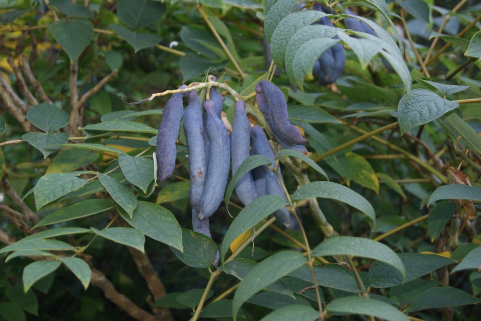 Semis de Decaisnea Arbre-aux-haricots-bleus