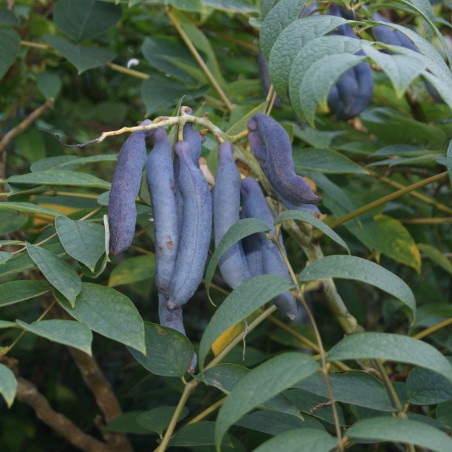 Arbre aux haricots bleus - Decaisnea Fargesii