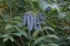 Arbre aux haricots bleus - Decaisnea Fargesii