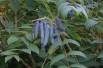 Blue-Bean