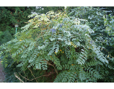 Arbre aux haricots bleus - Decaisnea Fargesii