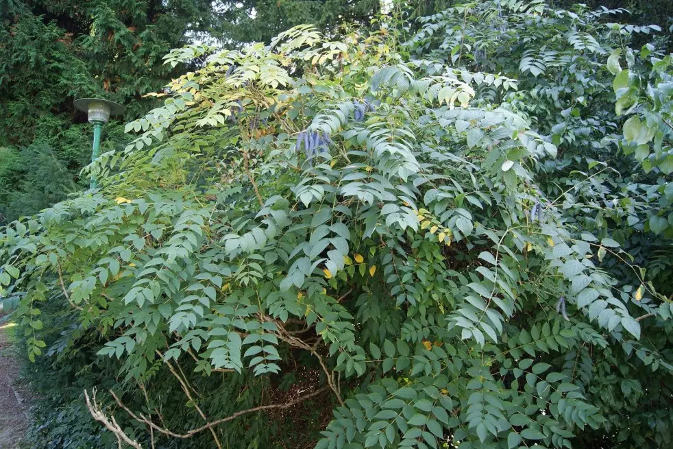 Arbre aux haricots bleus - Decaisnea Fargesii