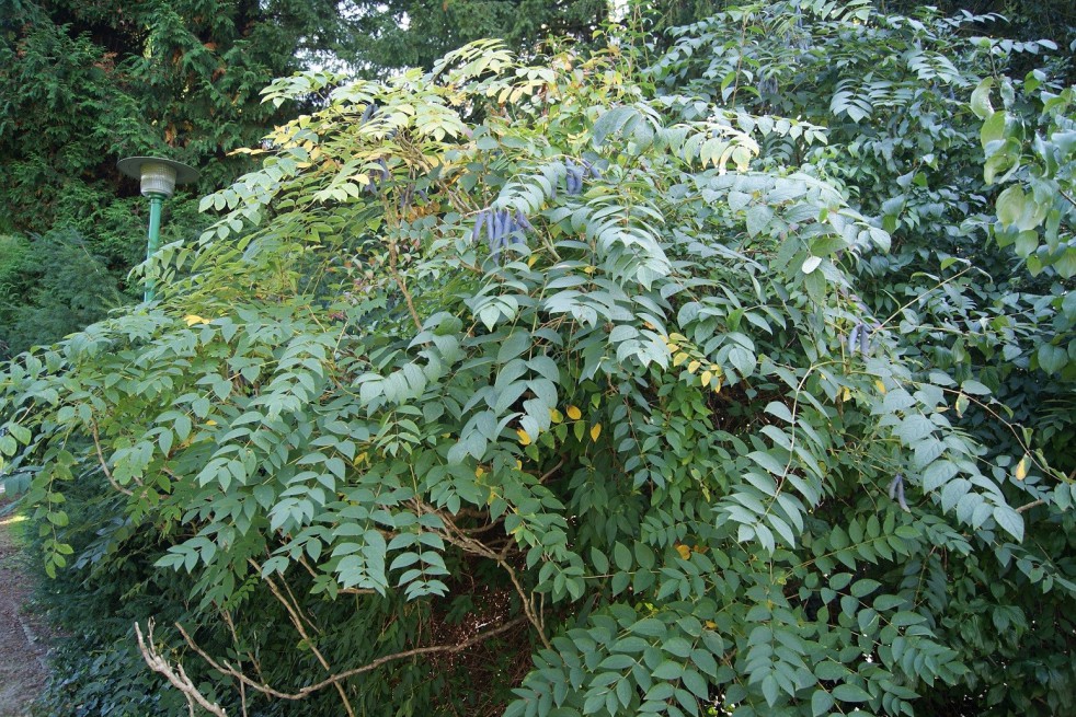 Blue-Bean