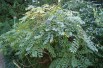 Arbre aux haricots bleus - Decaisnea Fargesii