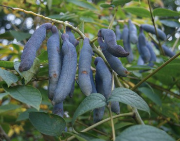 Arbre aux haricots bleus - Decaisnea Fargesii