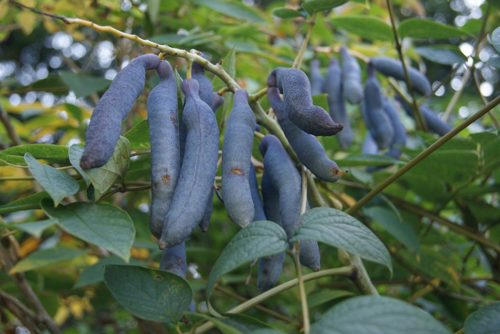 Blue-Bean