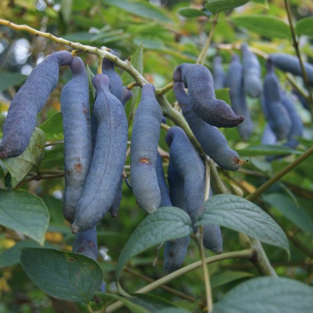 Arbre aux haricots bleus - Decaisnea Fargesii