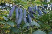 Blue-Bean