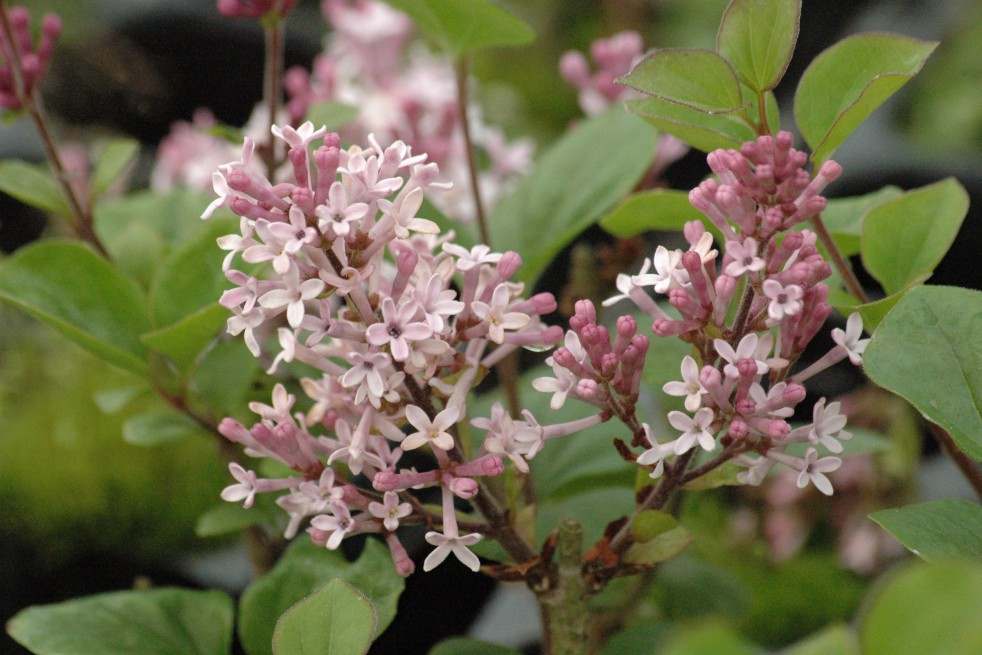 Lilas de Corée nain - Syringa Meyeri Palibin