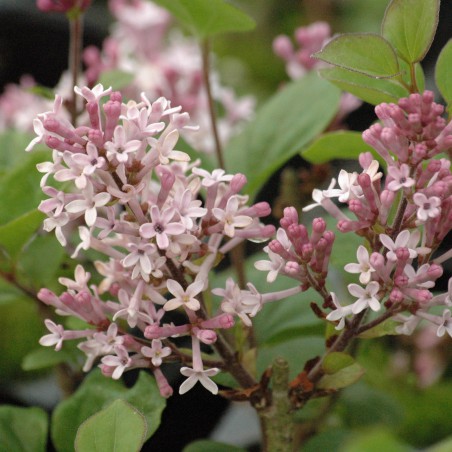 Korean lilac
