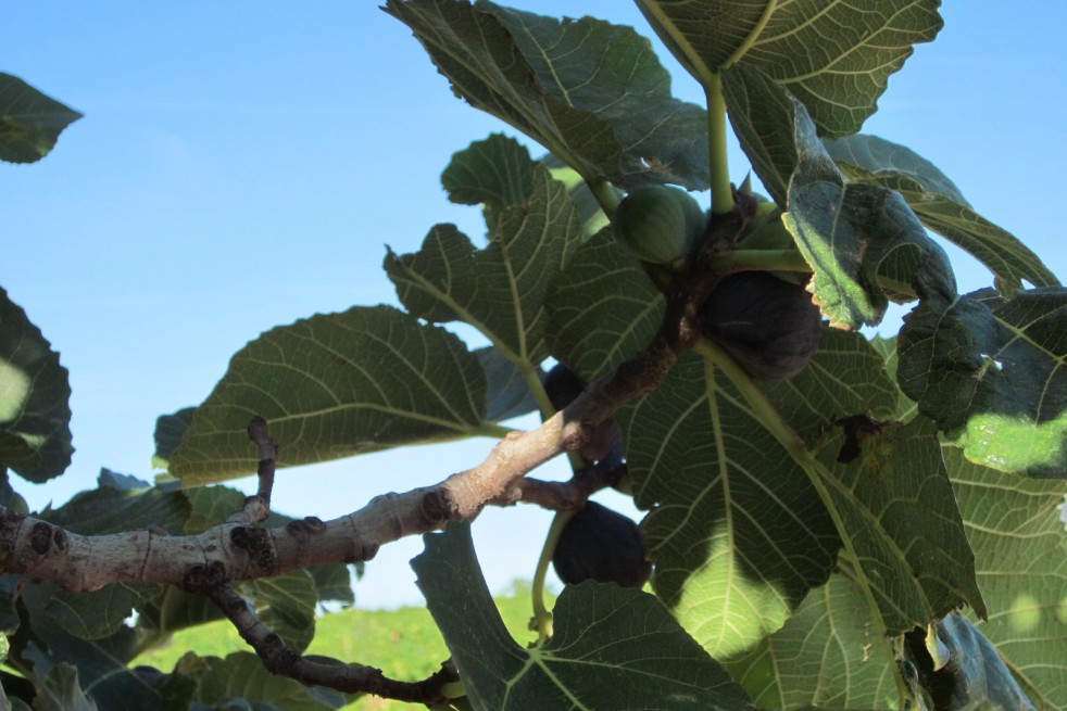 Figuier violette de Sollies
