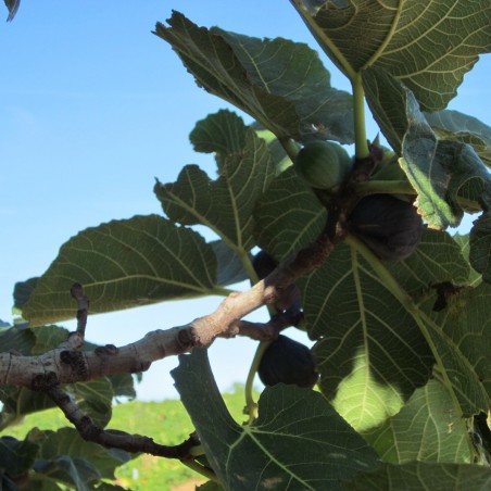 Figuier violette de Sollies