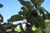 Fig tree violette de Sollies