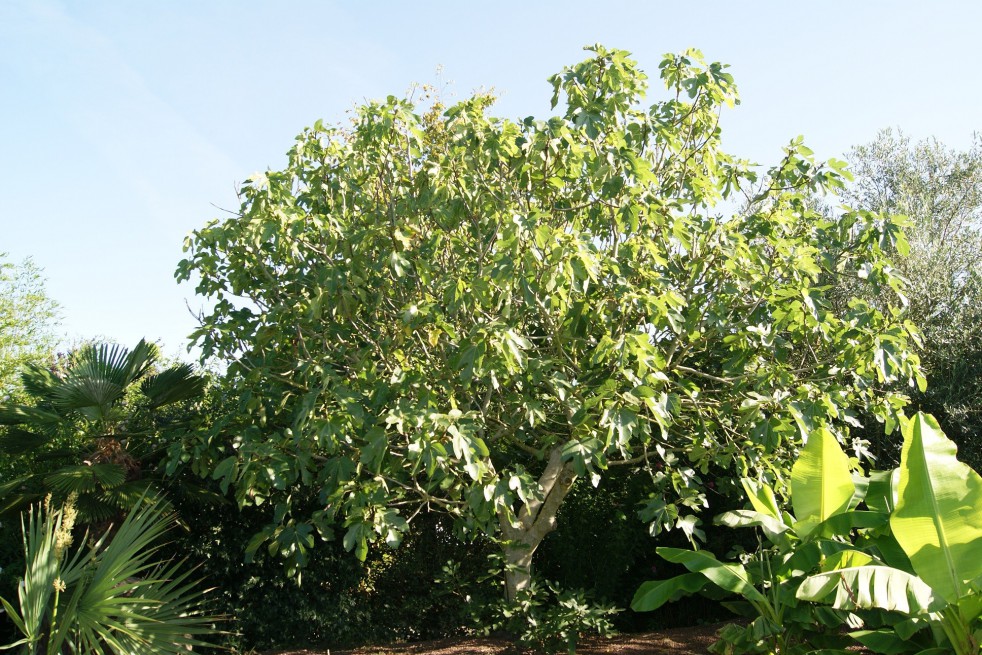 Fig tree violette de Sollies