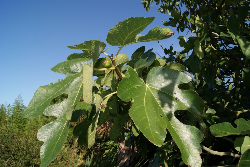 Fig tree violette de Sollies