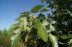 Fig tree violette de Sollies