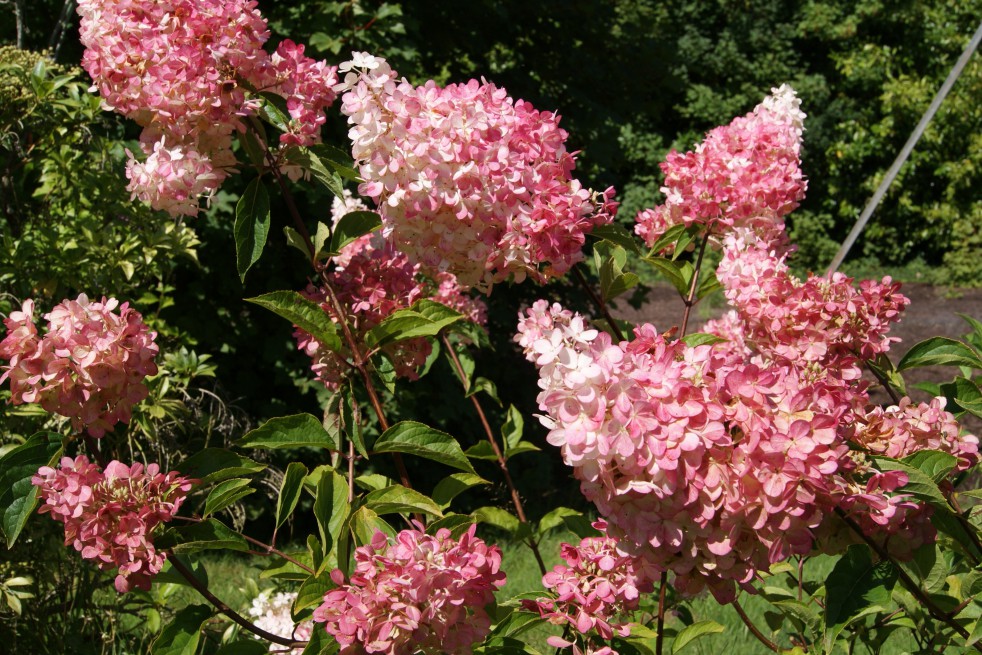 Hortensia Vanille Fraise