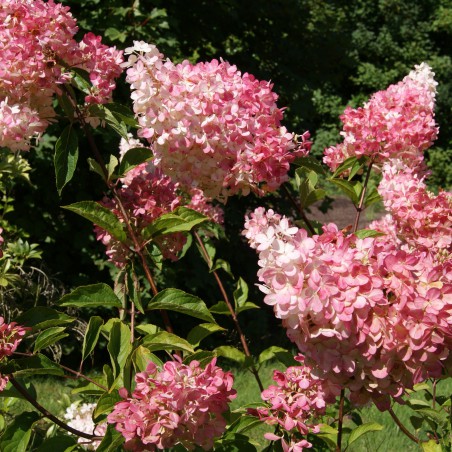 Pluimhortensia Vanille Fraise ®
