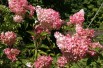 Hortensia Vanille Fraise