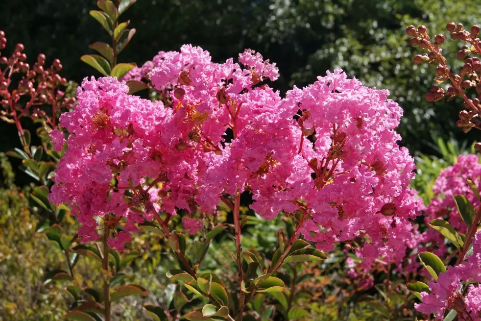 Crepe myrtle