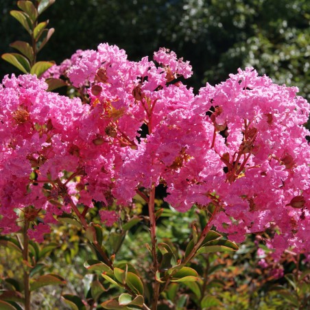 Crepe myrtle
