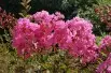 Crepe myrtle
