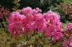 Lilas_des_Indes_rose_foncé