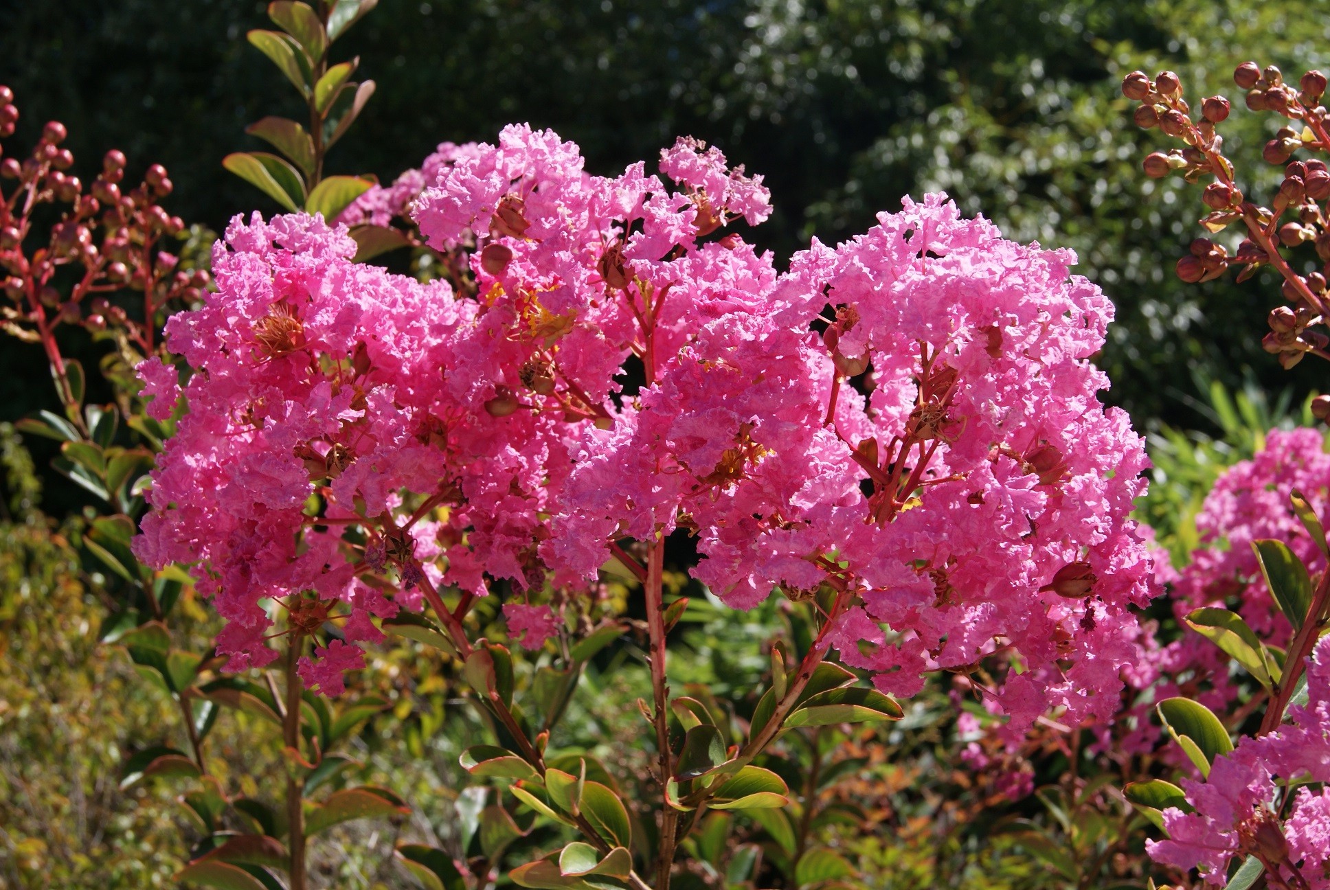 Lilas des Indes rose foncé