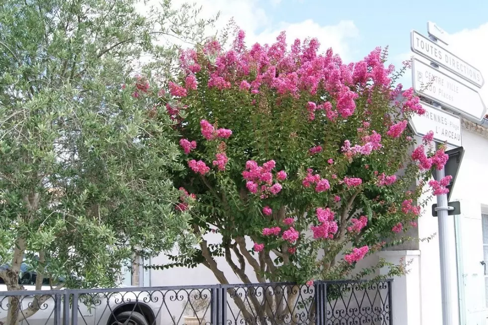 Crepe myrtle