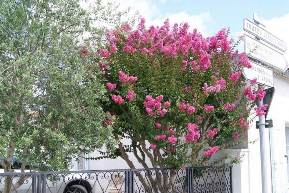 Lagerstroemia indica Etoile Rouge