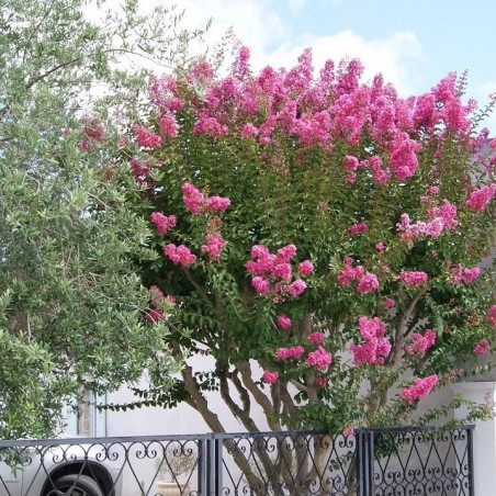 Lilas_des_Indes_rose_foncé