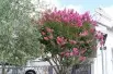 Crepe myrtle