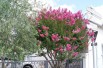 Lagerstroemia indica Etoile Rouge