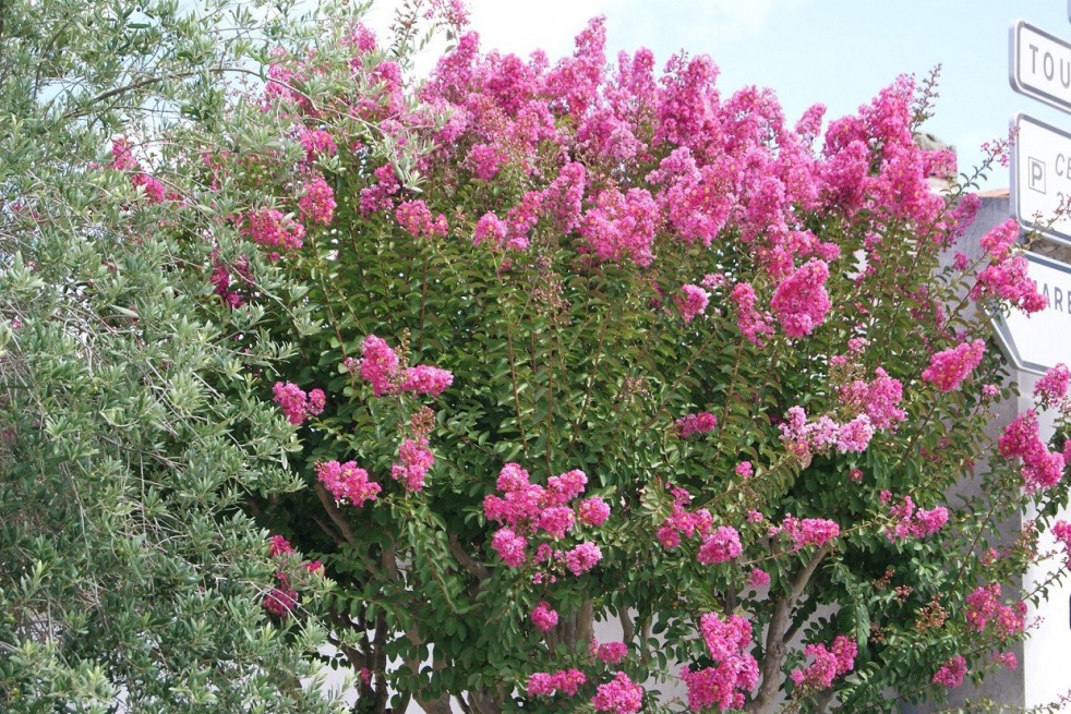 Crepe myrtle Crepe myrtle