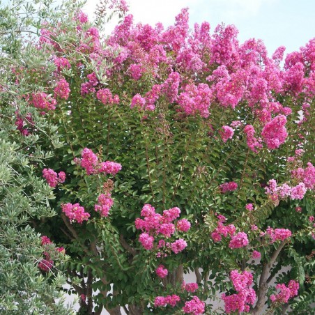 Crepe myrtle