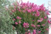 Lagerstroemia indica Etoile Rouge