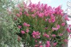 Lilas_des_Indes_rose_foncé