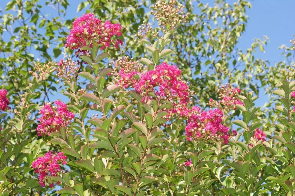 Crepe myrtle