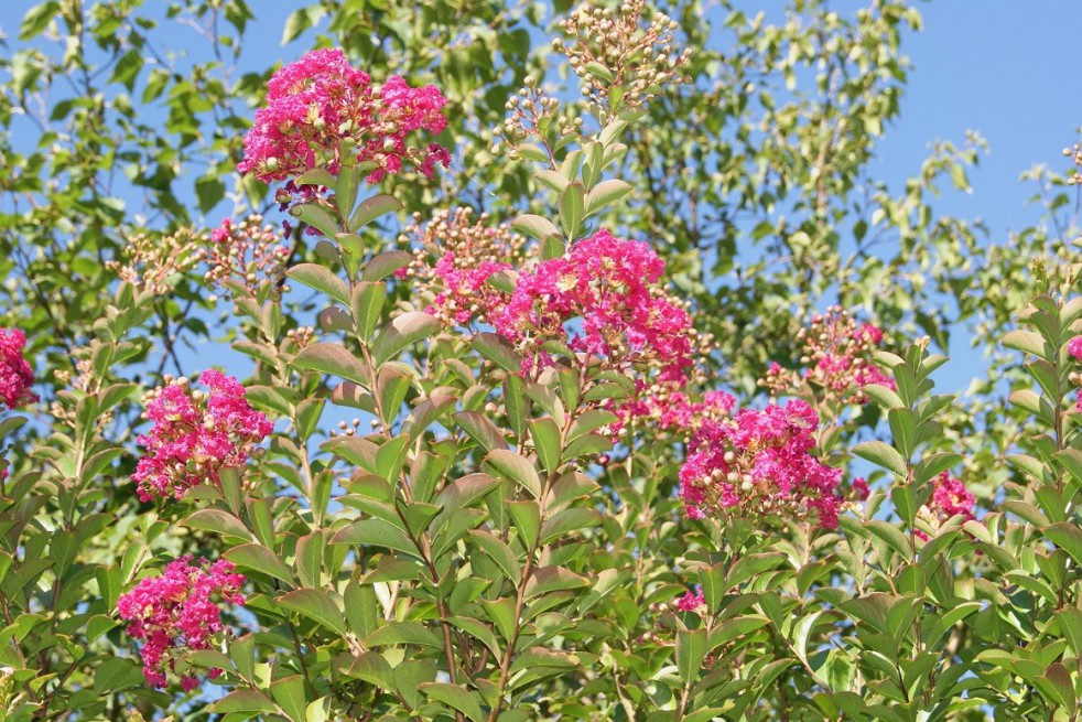 Lilas_des_Indes_rose_foncé