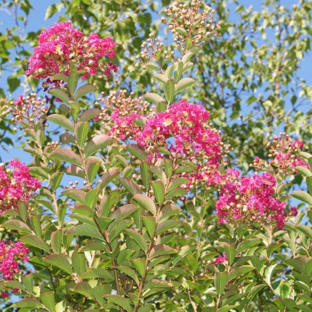 Crepe myrtle