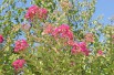 Lagerstroemia indica Etoile Rouge