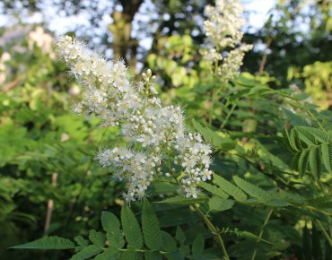 False spirea